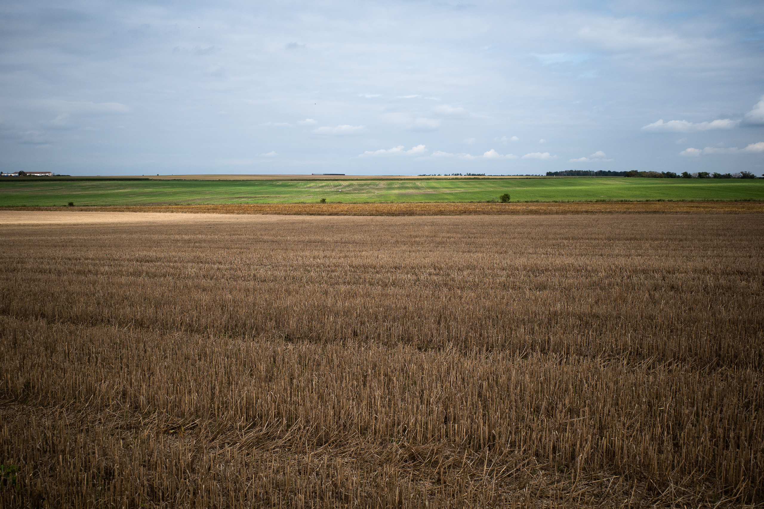 Riesige Felder, weite Landschaft: Stoppel, Grün und ein ferner Waldrand